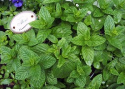 Turkish Style Yoghurt and Mint Soup Recipe