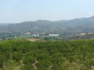 Lush green land