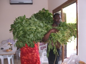 Molohiya and des