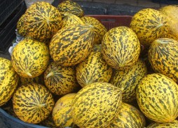 Melons